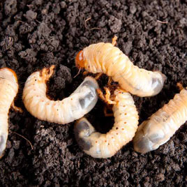 grub worm control fate texas
