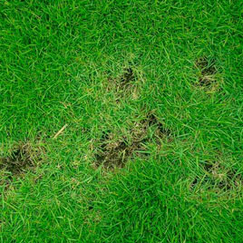 lawn disease control fate texas