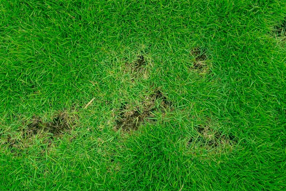 lawn disease prevention dallas texas