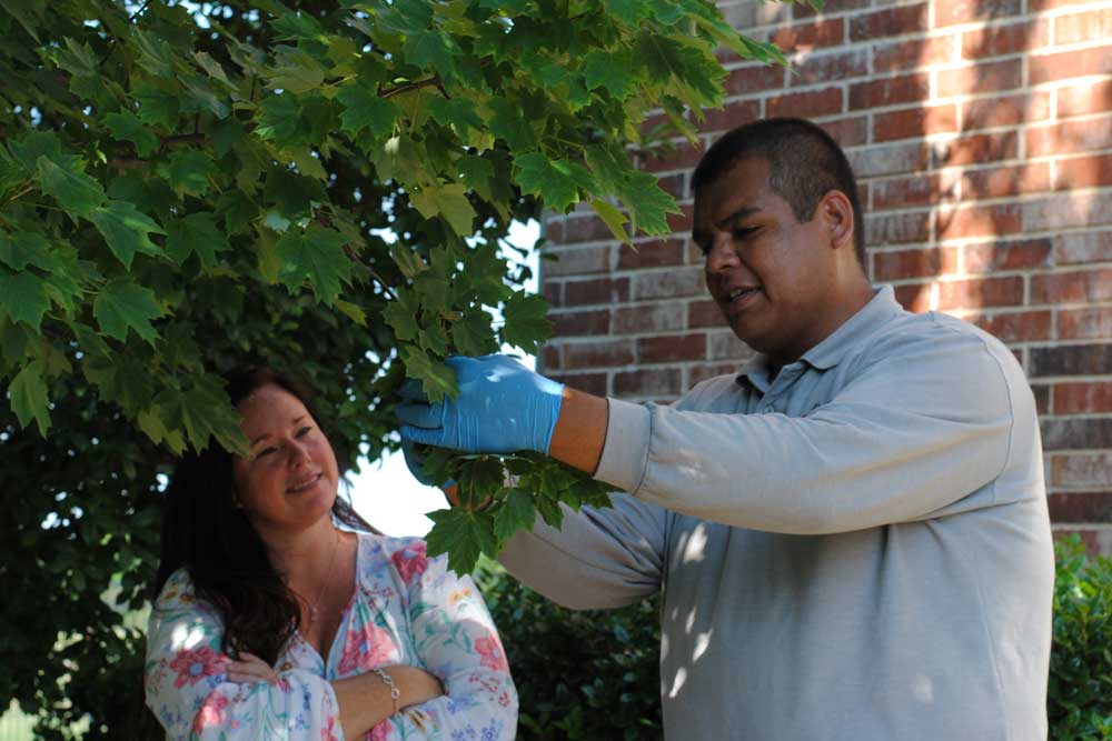 ornamental shrub care dallas