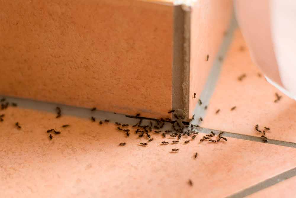 ant control dallas