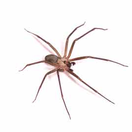 brown recluse spider control dallas