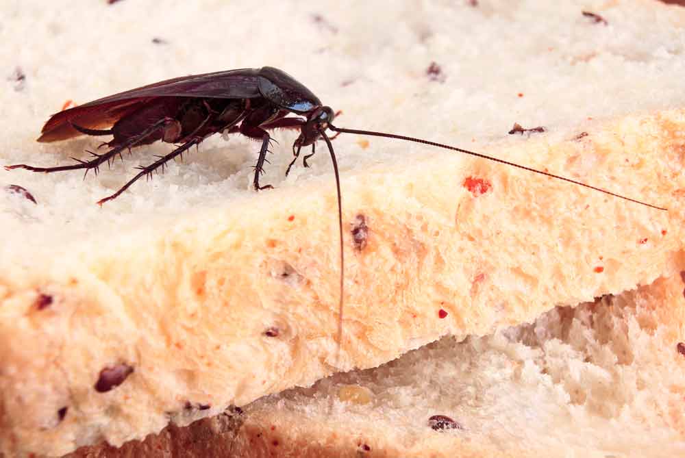 cockroach control dallas