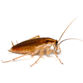 cockroach treatment dallas