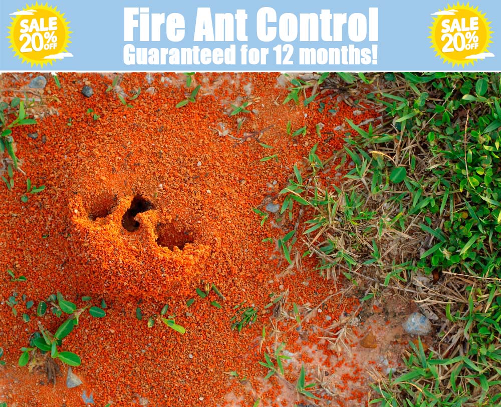 ant control dallas