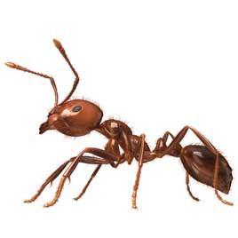 ant pest control dallas