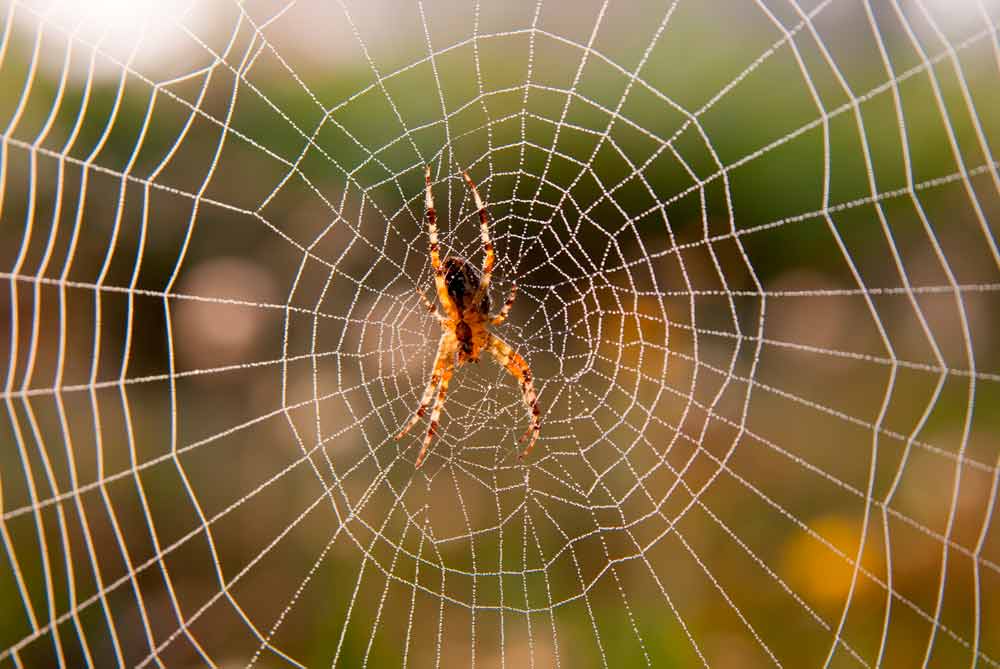 spider control dallas