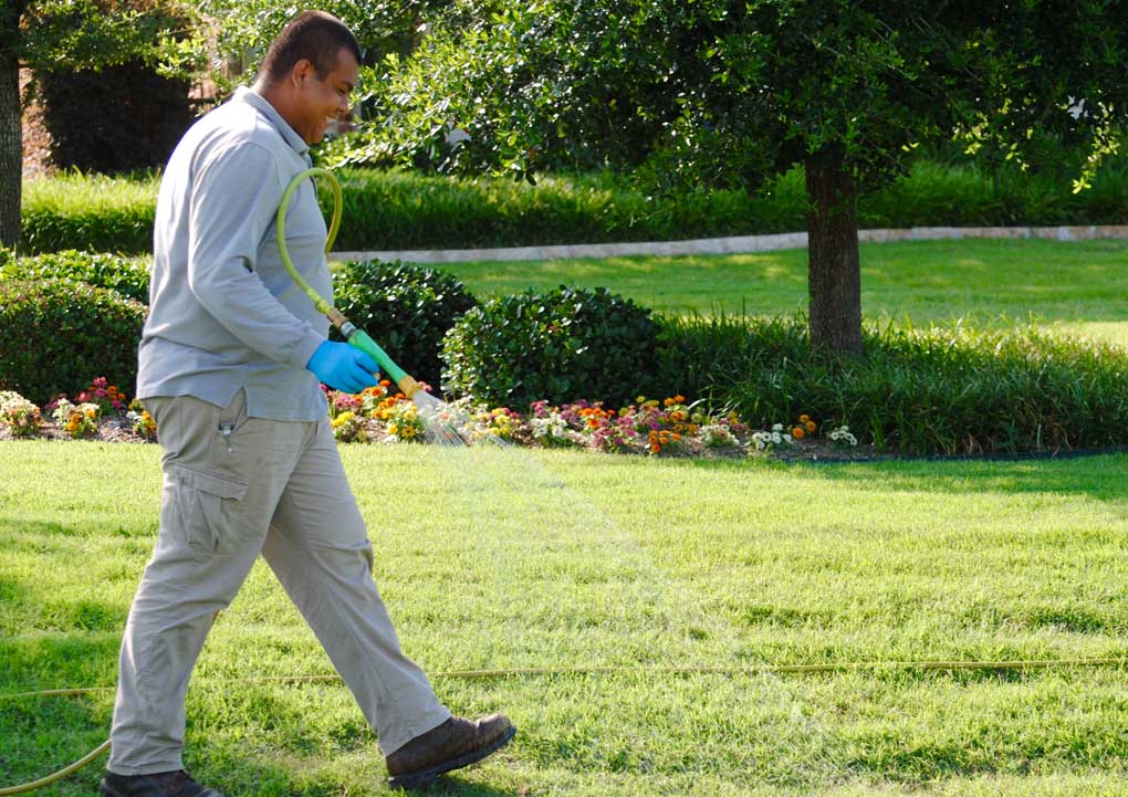 weed control dallas texas