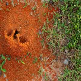 Fire Ant Pest Control