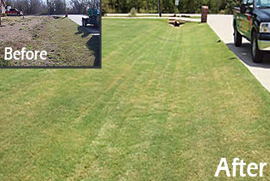 lawn pest treatment dallas tx