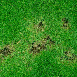 Lawn Disease Control in Garland