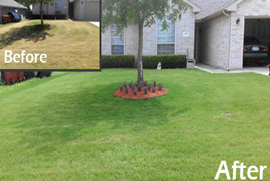 lawn pest treatment dallas tx