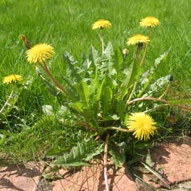 McLendon Chisholm Weed Control