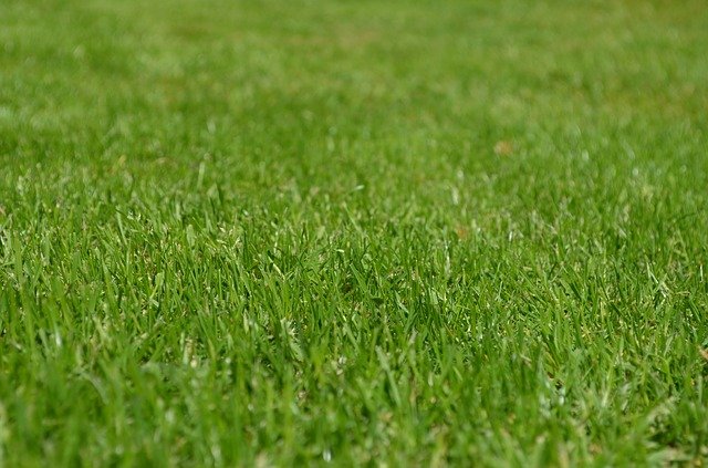 Lawn Disease Control to Quickly Spruce up a Shabby Lawn