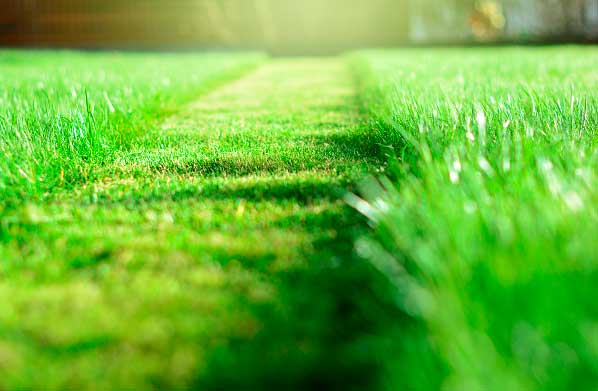 Garland Lawn Control: How to Keep Your Lawn Under Control and In Great Shape