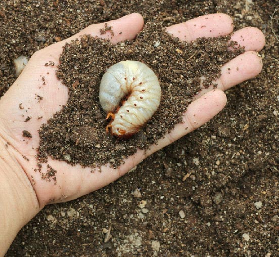 Signs of Grub Worm Infestation in Your Lawn