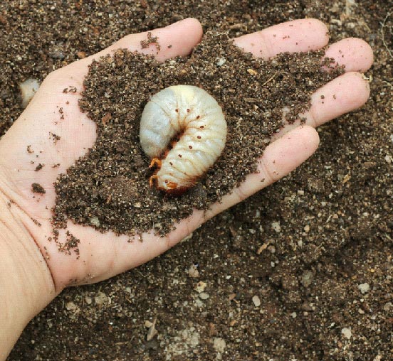 4 Signs of Grubs on the Lawn?