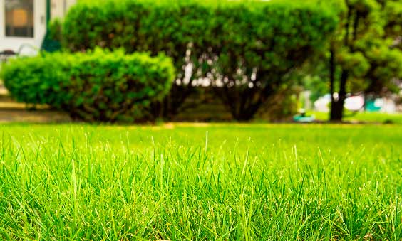 Richardson Lawn Care: The Top Tips to Keep Your Richardson Lawn in Top Shape