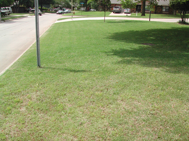 How to Aerate Your Lawn