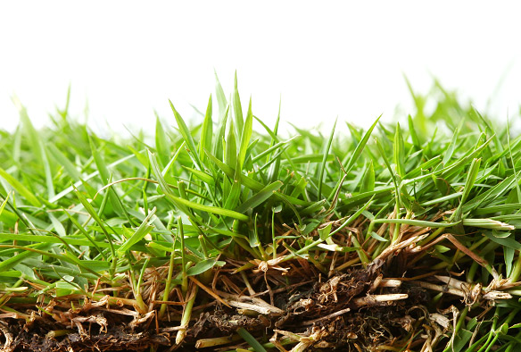 Why Is My Zoysia Lawn Turning Brown 4 Key Causes Explained