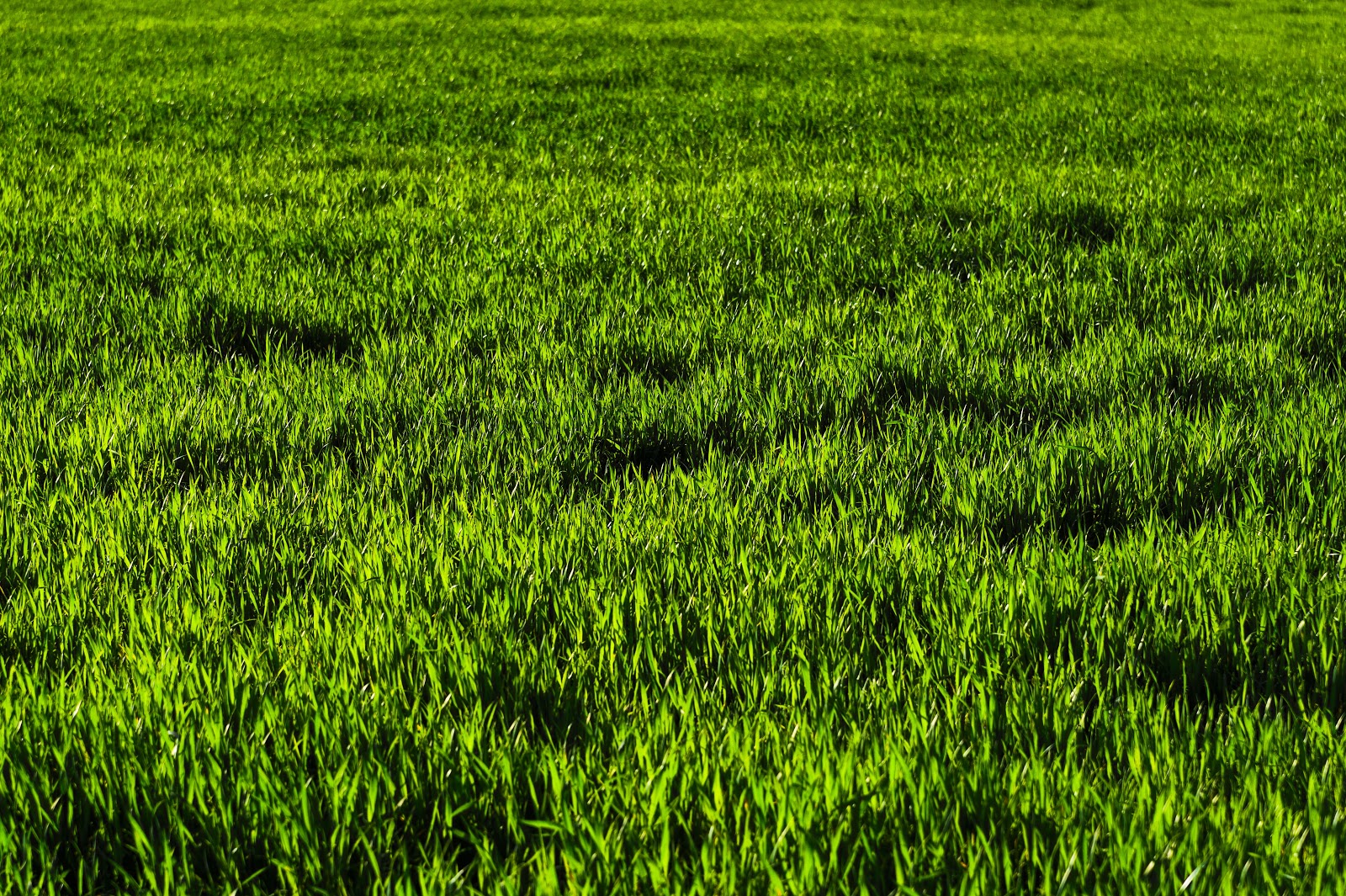3 Important Questions About Aerating Your Lawn