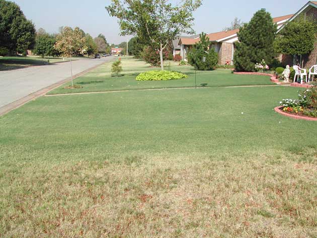 Control of Common Lawn Diseases