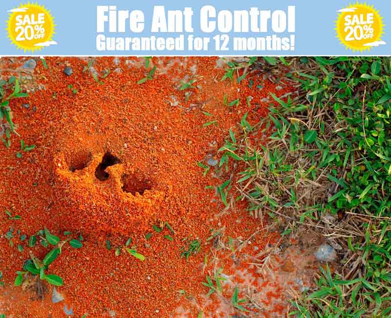Fire Ant Control Dallas