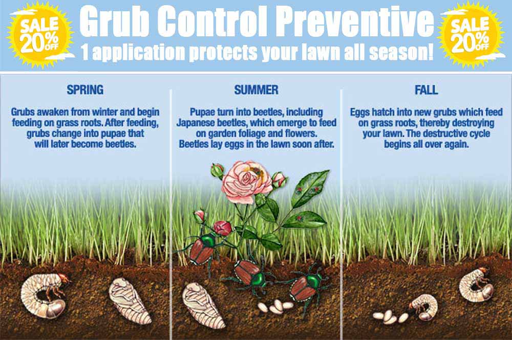 Grub Worm Lifecycle