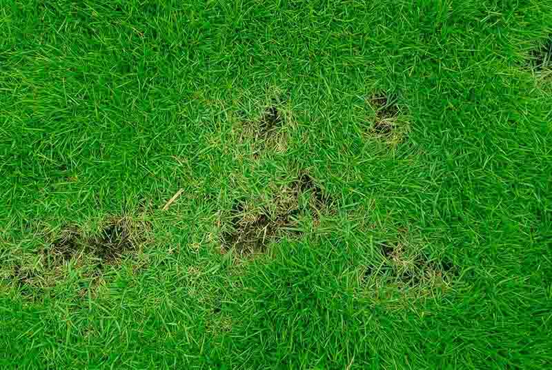 How to Prevent Lawn Disease