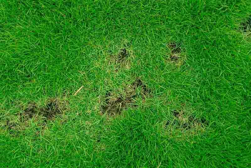 How Hiring A Professional Can Help With Lawn Disease Control