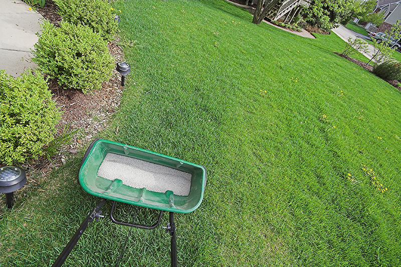 How Often Do You Need to Fertilize Your Lawn?