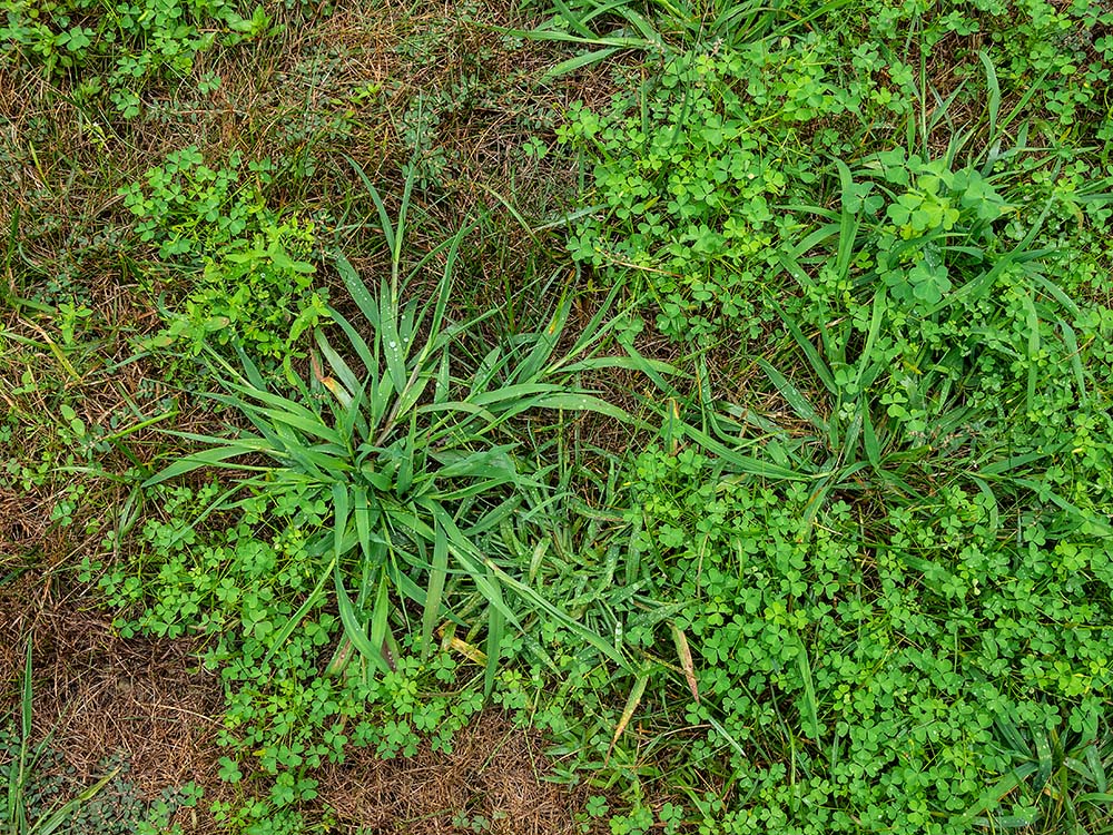 crabgrass