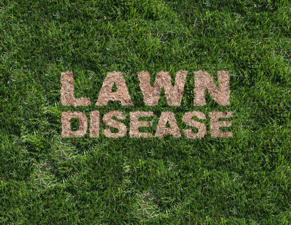 Best Ways To Treat Lawn Disease