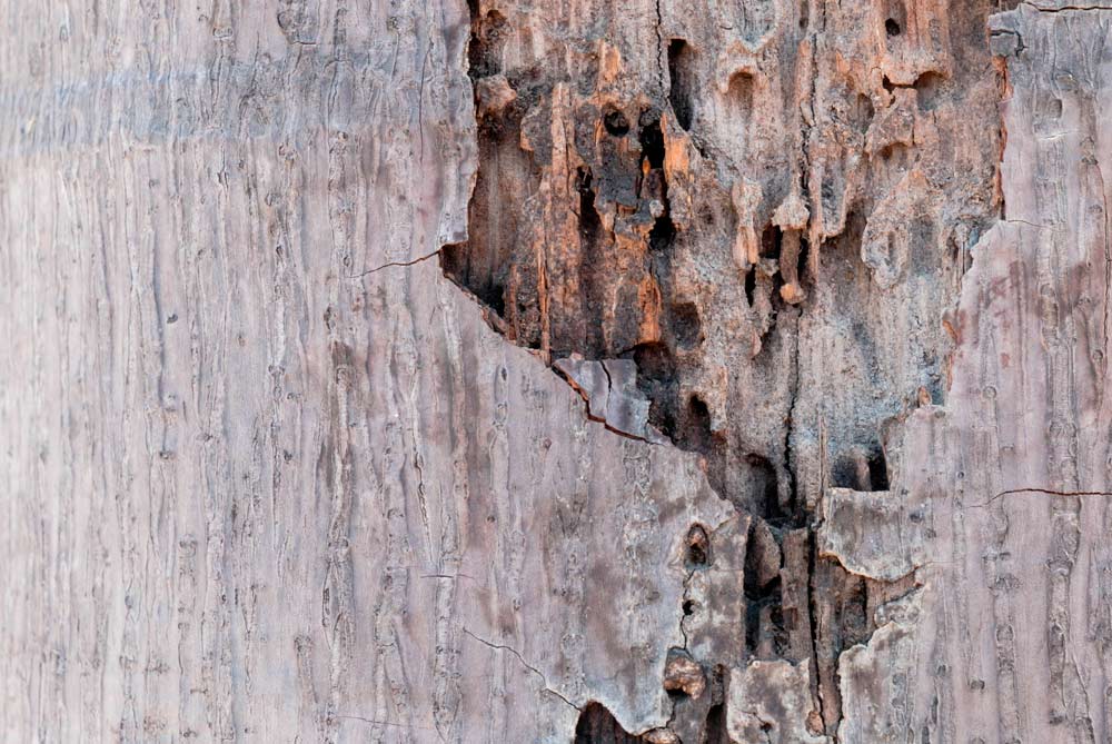 Drywood Termite Control