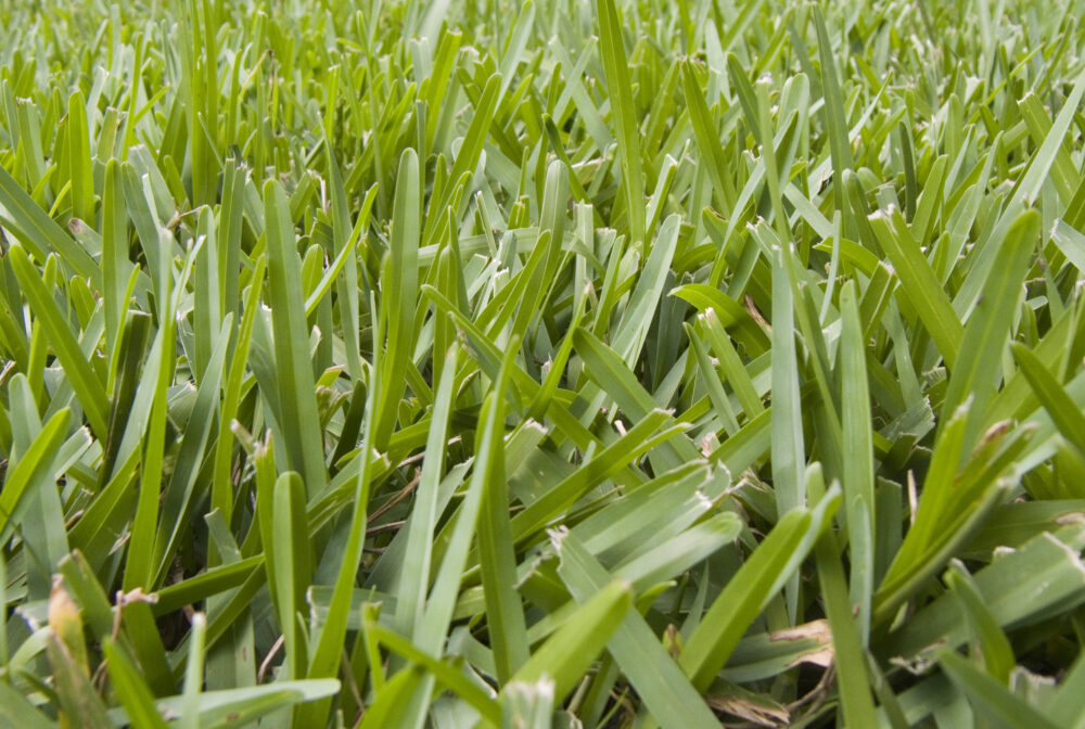 Benefits of Thickening and Fertilizing a St. Augustine Lawn