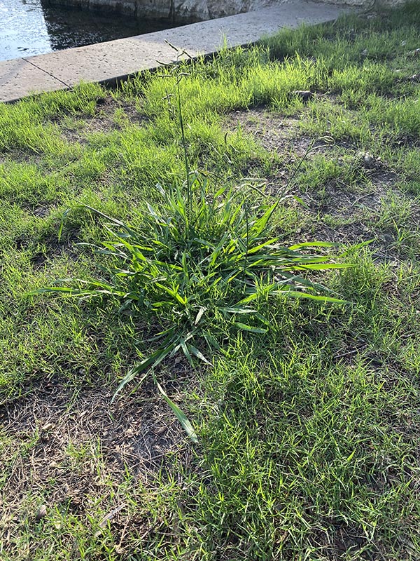 How to Eradicate Dallisgrass Weeds with Special Treatment Application