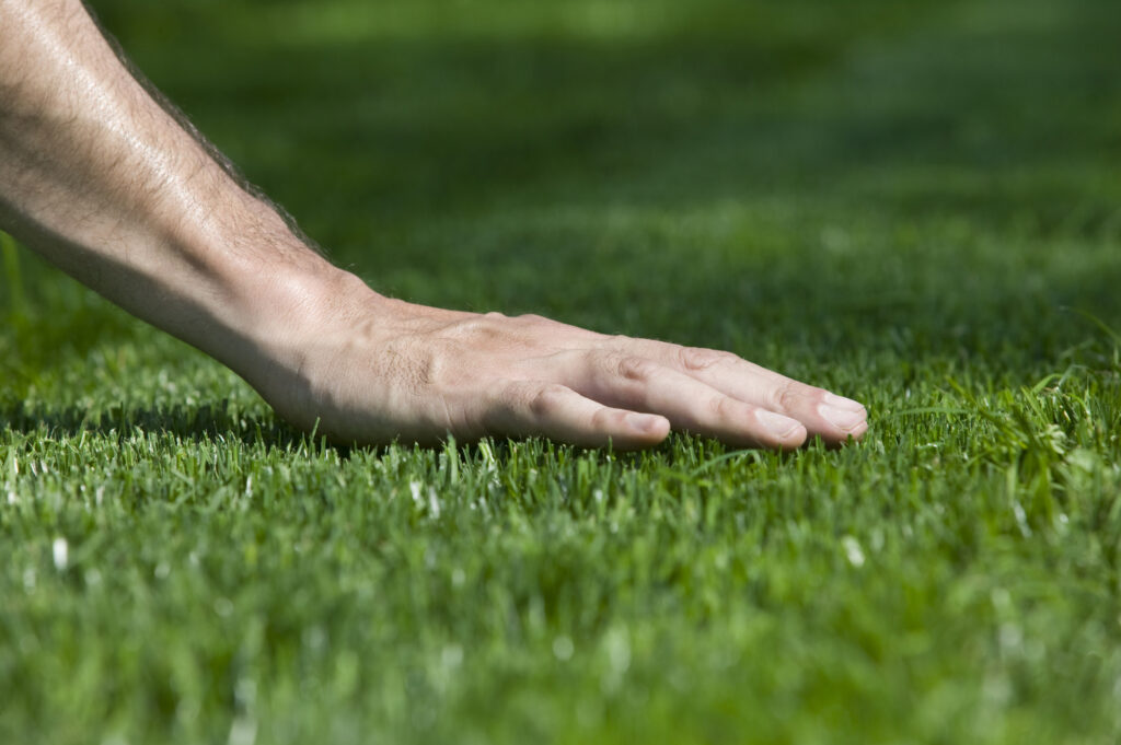 Bermudagrass Myths, Strengths, and Weaknesses