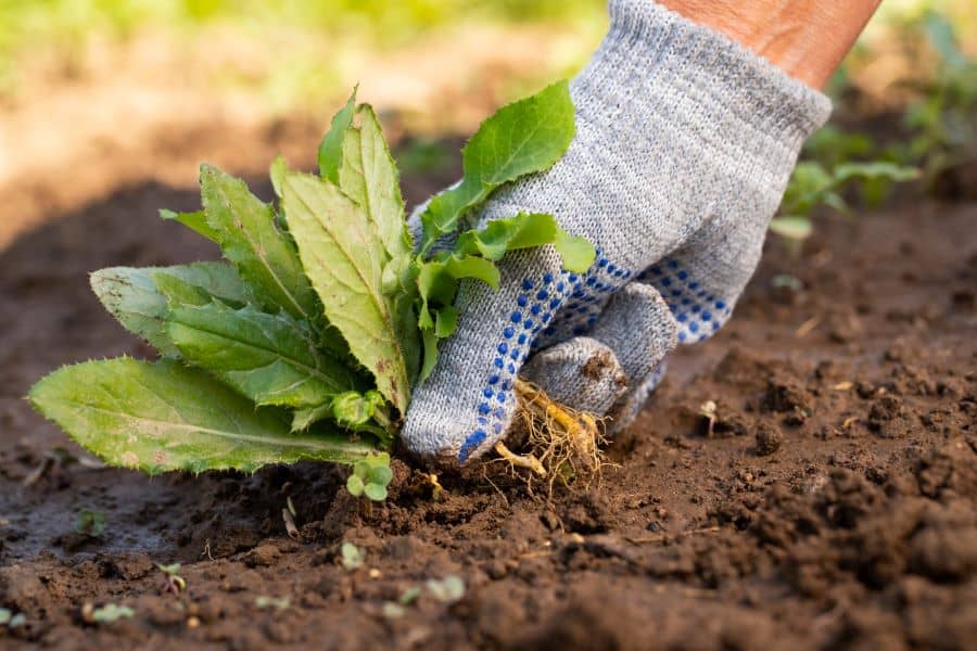 Tips for Successful Weed Control