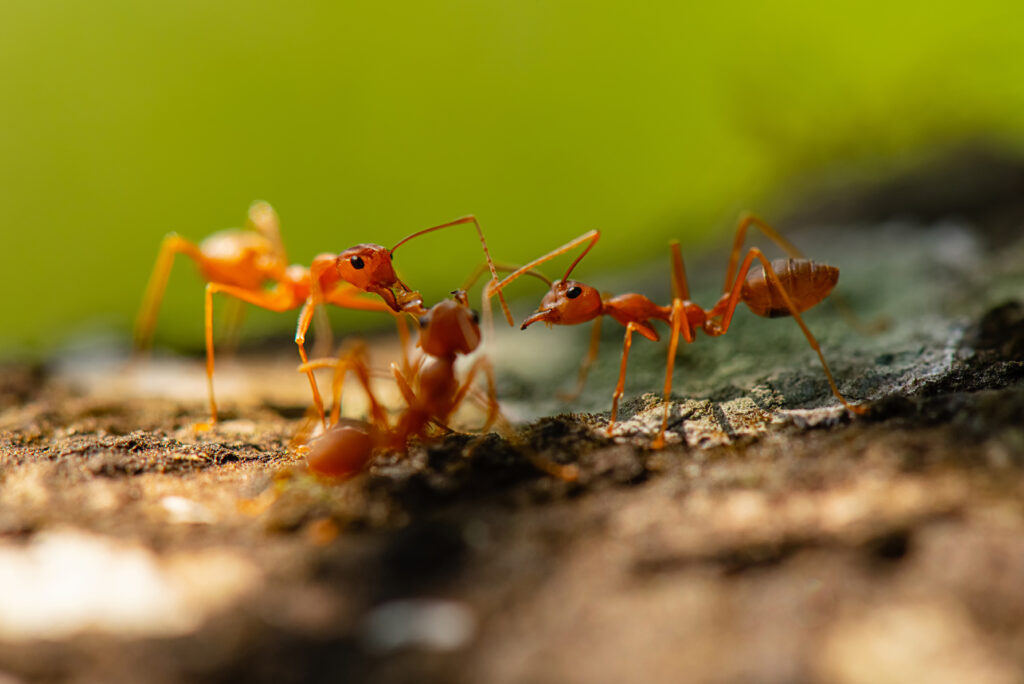 3 Reasons To Hire A Professional To Help With Fire Ant Control