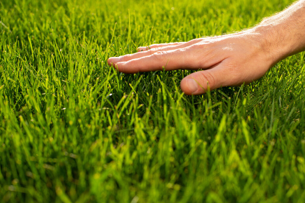 Lawn disease and Insect Prevention for a Perfect Lawn