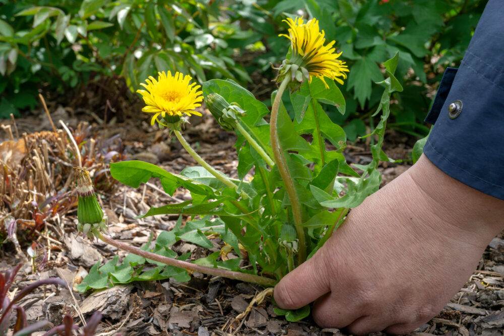 What Happens if You Don't Pull Weeds?