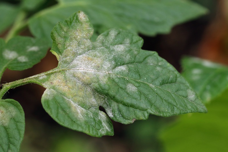 Top 5 Most Common Shrub Diseases and How to Prevent Them