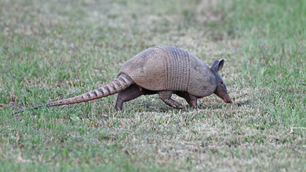 How to Get Rid of Armadillos by Eliminating Grub Worms: The Ultimate Guide