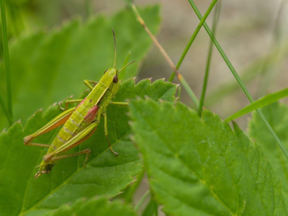 Grasshoppers: More than Just an Annoyance for Your Landscape