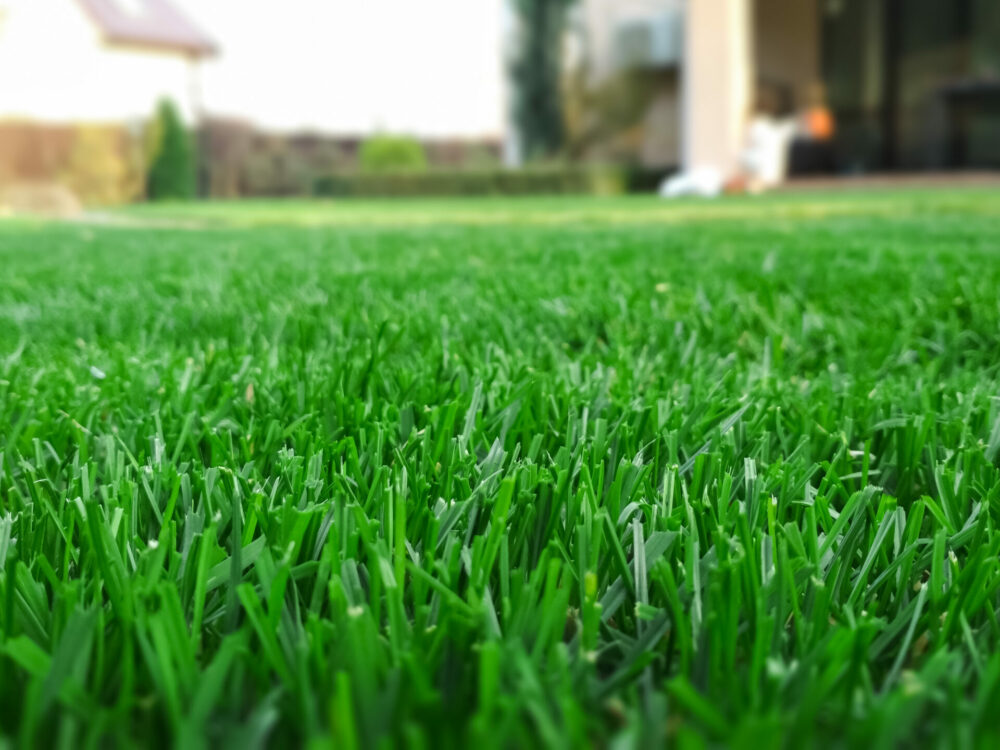 Plano lawn care lawn