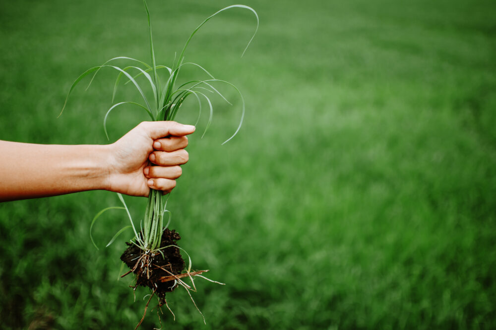 Winter Weed Woes: Do You Need to Worry and What to Do About Them Winter Weed Woes: Do You Need to Worry and What to Do About Them