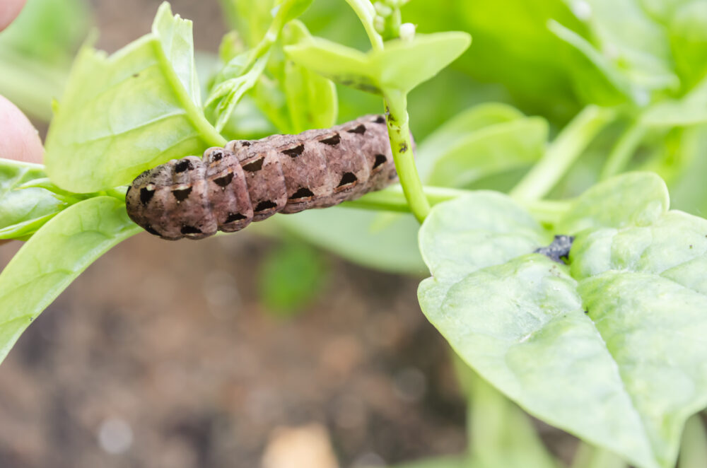 The Rapid Destruction Caused by Army Worms in Lawns