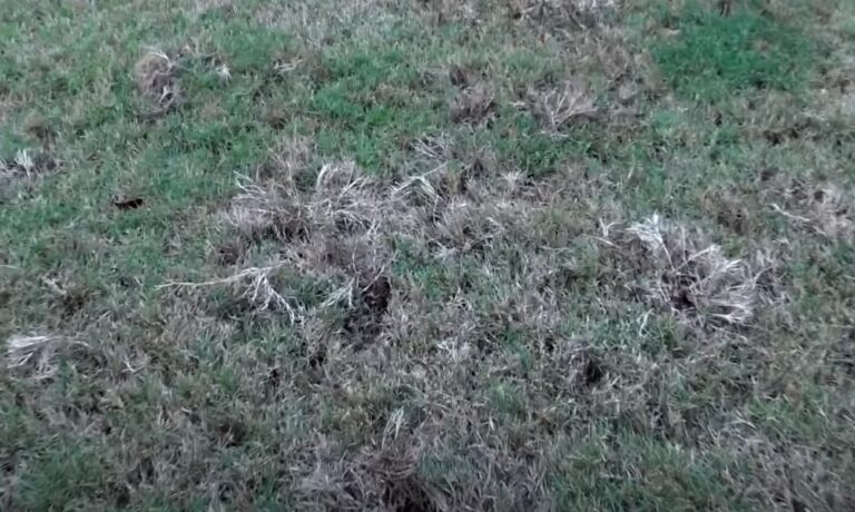 Fall Grub Damage Prevention | Dallas Lawn Care Services