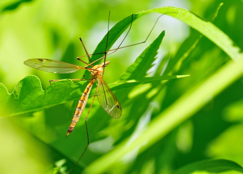 Crane Flies and Warm Weather: Everything You Need to Know About These Pesky (But Harmless) Visitors