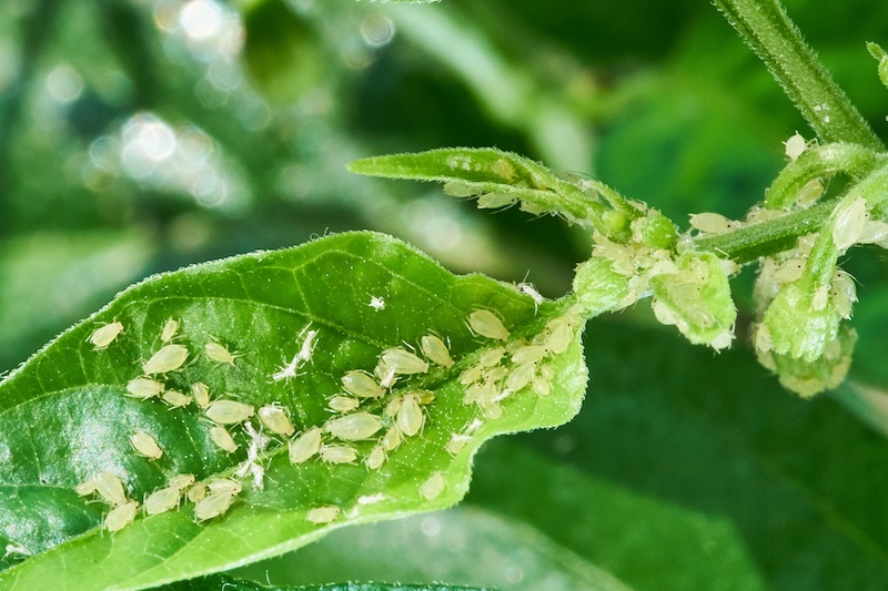 Aphids: The Tiny Sap-Suckers Invading Your Landscape